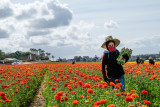 Working the Fields