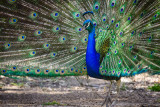 peacocks