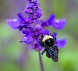 Honey Bees and Other Bugs