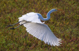 A Great Egret In Flight