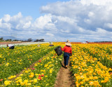 Working the Fields