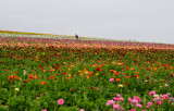 Working the Fields