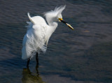Shore and Water Birds