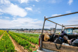 Scenes from the Flower Fields