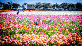 Scenes From the Flower Fields