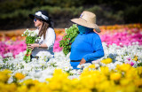 Work and Play in the Flower Fields