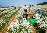 Labor and Leisure at the Flower Fields