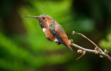 Allens Hummingbird