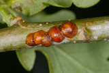 Scale Insects on Oak Tree