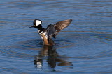 Hooded Merganser