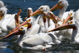 Pelican Pandemonium