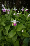 Forest Orchids