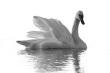 Season of Swans
