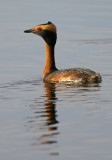 Horned Grebe in Mating Plumage