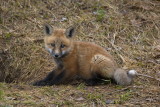 Fox Kit