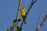 Singing Yellow Warbler 