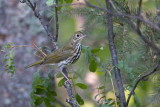 Ovenbird