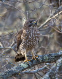 Broad-tailed Hawk