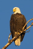 Bald Eagles of The North Woods