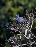 Belted Kingfisher