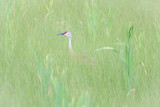 Sandhill Crane in Grass