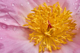 Potpourri