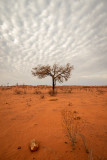 DSC_7226 Lone tree