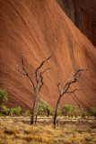 DSC_7444 Uluru early morning