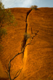 DSC_7468 <p> Uluru