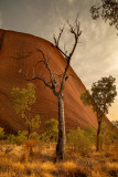 DSC_7470 <p> Uluru