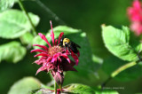 Eco-Friendly Bee Balm