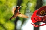 Enjoying Hummingbirds on my Deck