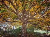 A Majestic Ol Tree!