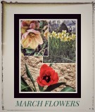 March Flowers