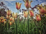 Tulips on a Cloudy Day