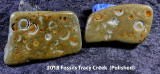 2018 Fossils Tracy Creek RX409011 (Polished) (Labeled).jpg