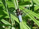 Macro - Butterflies, Moths, Dragonflies and Damselflies