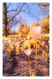 Tulips in the park - infrared