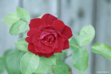 Red Red Rose - film