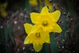 Daffodils