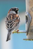 House Sparrow