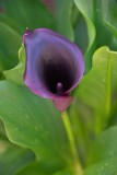 Dark purple calla lily
