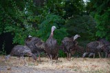 A rafter of wild turkeys