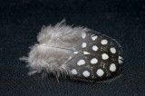 Feather found