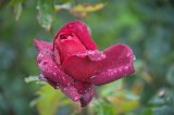 Red rose on a rainy day