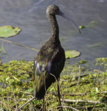 White - faced Ibis