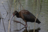 White - faced Ibis