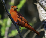 Summer Tanager