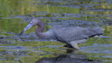 Little Blue Heron