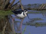 Black-necked Stilt
